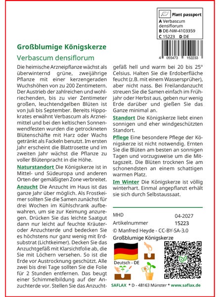 SAFLAX  - Großblumige Königskerze - Verbascum densiflorum - 500 Samen