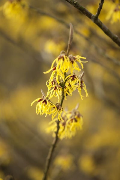 Hamamelis intermedia 'Arnold Promise', Zaubernuss, gelb, 60–80 cm