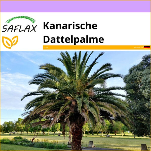 SAFLAX  - Kanarische Dattelpalme - Phoenix canariensis - 10 Samen