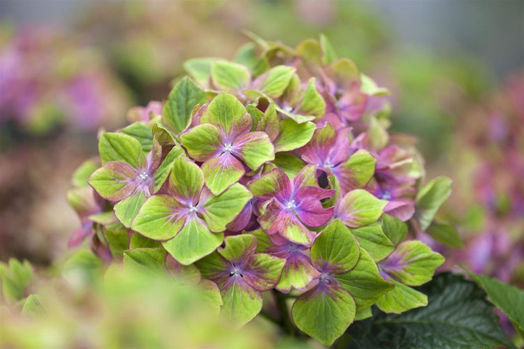 Hydrangea mac. 'Saxon® Schloß Wackerbarth'®, rosa, 30–40 cm