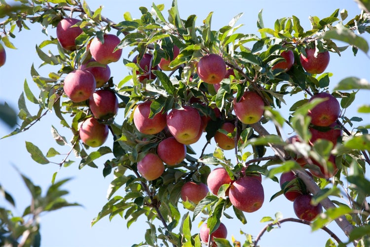 Malus 'Gloster 69', Apfelbaum, 150–200 cm
