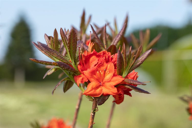 Rhododendron luteum 'Fireball', gelb-orange, 40–50 cm