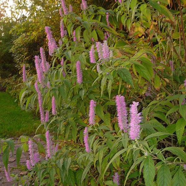 Agastache mit langen, schmalen, rosa Blütenständen und grünen Blättern
