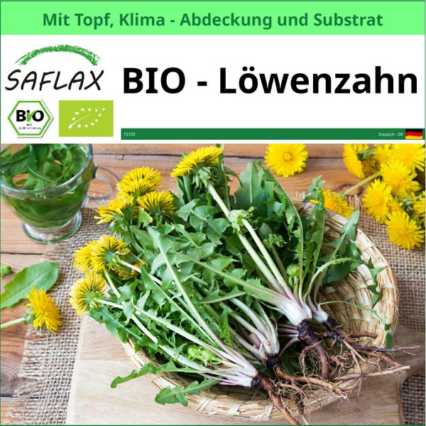 Saflax Bio Löwenzahn Pflanze mit Topf im Korb