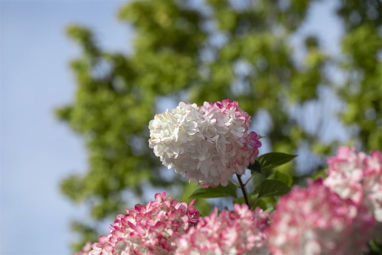 Hydrangea paniculata 'Vanille-Fraise', Rispenhortensie, zweifarbig, 40–60 cm