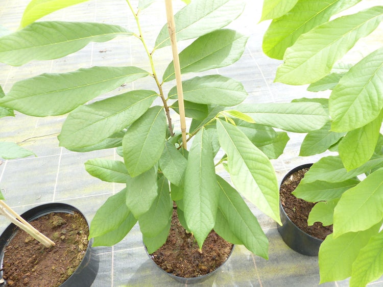 Indianerbanane 180 cm Asimina triloba Sunflower Papau Pawpaw, winterhart