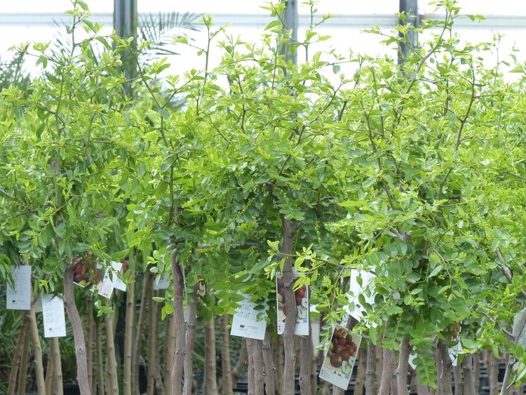 chin. Dattel 150 - 170 cm Dattelbaum 5 - 8 cm Stammumfang, Ziziphus jujuba,