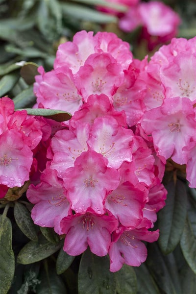 Rhododendron yakushimanum 'Fantastica', rosa-rot, 30–40 cm