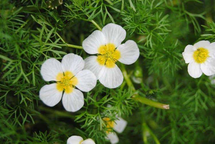 Ranunculus aquatilis, Wasserhahnenfuß, ca. 9x9 cm Topf