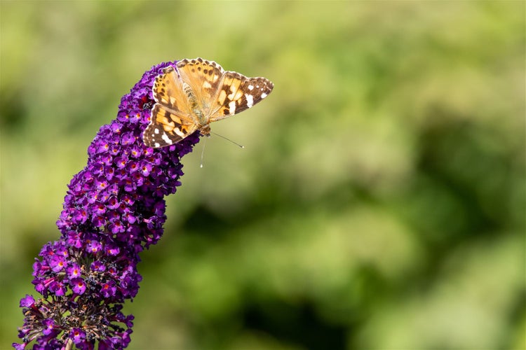 Buddleja davidii 'Black Knight', Schmetterlingsflieder, dunkelviolett, 80–100 cm