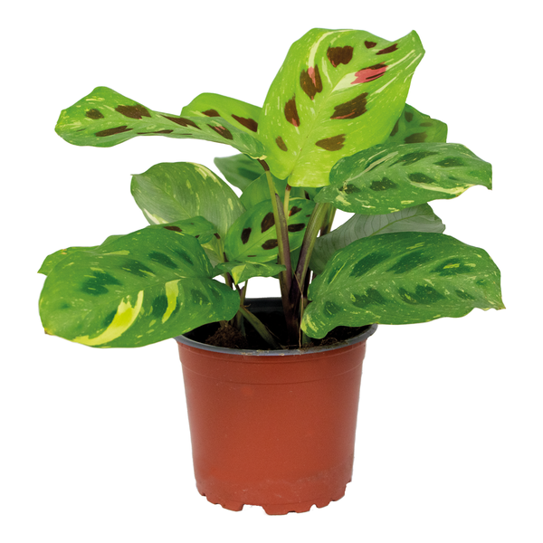 Maranta Variegata – Gebetspflanze – Zimmerpflanze – Luftreinigend – ⌀12cm –↕10-15 cm