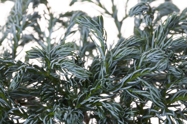 Chamaecyparis pisifera 'Boulevard', Scheinzypresse, blaugrün, 20–30 cm