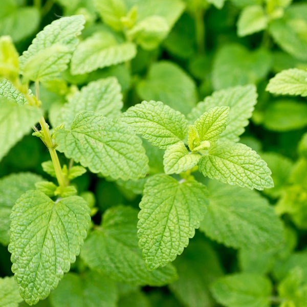 Kellerfenster mit Kippfunktion