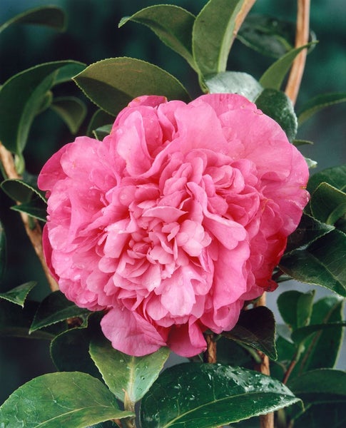 Nahaufnahme einer rosa Kamelienblüte mit grünen Blättern