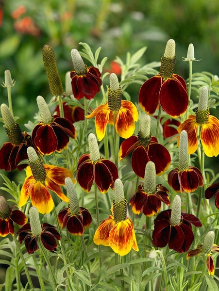Mexikanischer Sonnenhut im Gartenbeet.