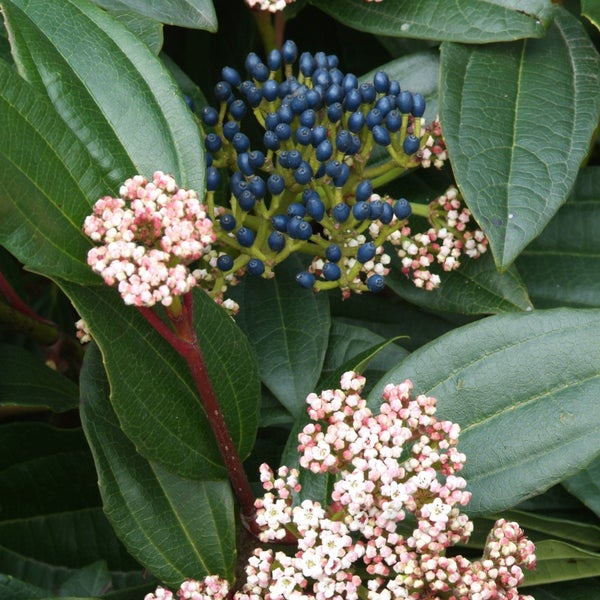 Im Bild sind die Blüten und Beeren eines Schneeballs zu sehen.