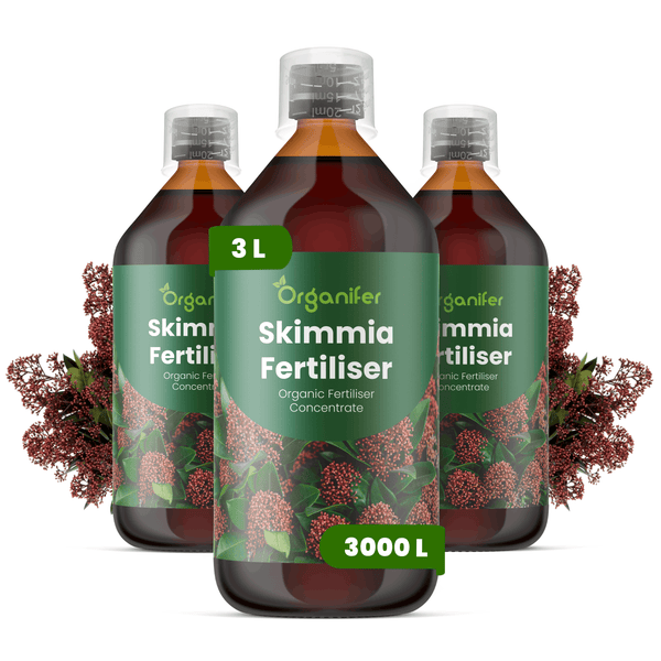 Organifer Skimmia Dünger Konzentrat, 3 Liter für 3000 Liter Gießwasser, organischer Flüssigdünger.