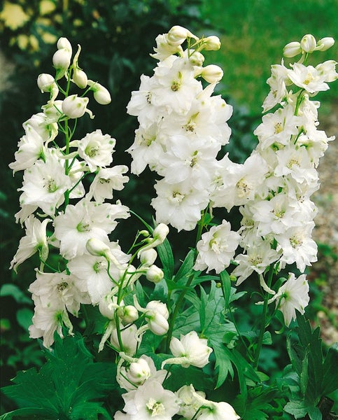 Delphinium Pacific 'Galahad', Rittersporn, weiß, ca. 11x11 cm Topf