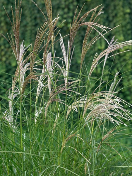 Miscanthus sinensis 'Kleine Silberspinne', Chinaschilf, 3-5 Liter Container
