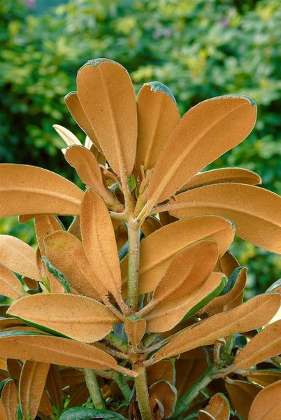 Rhododendron yakushimanum 'Edelweiß', weiß, 20–25 cm