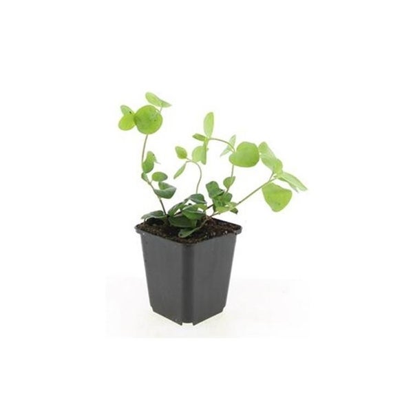 Bodendecker - Großblättriges Immergrün - Vinca major - 9cm Topf - Set mit 6 Pflanzen