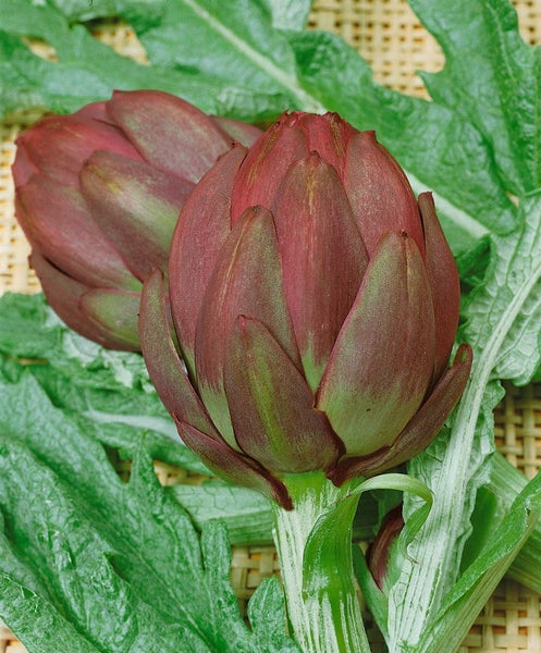 Cynara scolymus, Artischocke, ca. 11x11 cm Topf