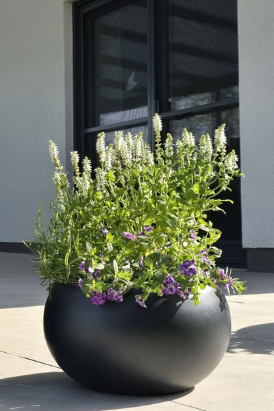 Schwarzer, runder Pflanztopf auf einer Terrasse mit aufrecht wachsenden weißen Blumen und hängenden violetten Blüten vor einer Glasfront.