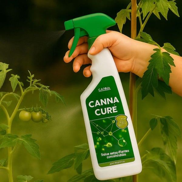Eine Hand sprüht Canna Cure Pflanzenschutzmittel aus einer Sprühflasche auf eine Tomatenpflanze im Garten.