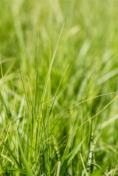 Carex muskingumensis 'Silberstreif', Segge, grün-weiß, ca. 9x9 cm Topf