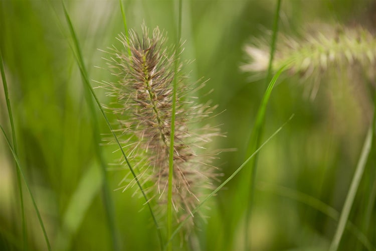 Pennisetum alopecuroides 'Little Bunny', Lampenputzergras, kompakt, 3-5 L Topf