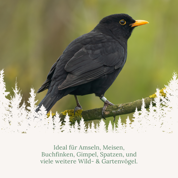 Amsel auf einem Ast, ideal für Wildvögel und Gartenvögel wie Meisen, Buchfinken, Gimpel und Spatzen.