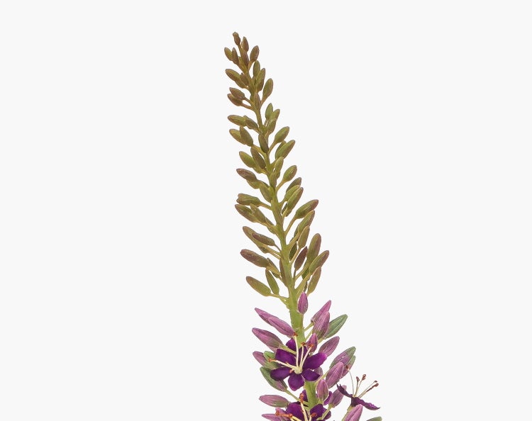 Blütenstand einer Pflanze mit violetten Blüten und grünen Knospen.