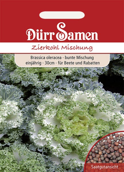 Samenpackung von Dürr Samen für Zierkohl-Mischung mit einer Abbildung von grün-weißem Zierkohl und einer kleinen Saatgutansicht.