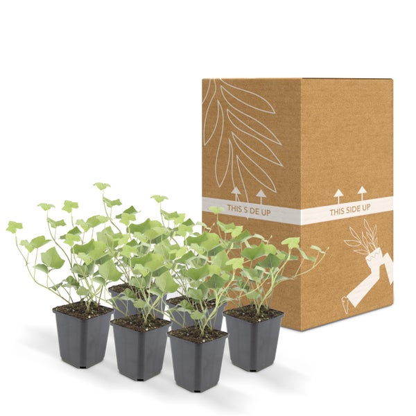 Bodendecker - Irischer Efeu - Hedera hibernica - 9cm Topf - Set mit 6 Pflanzen