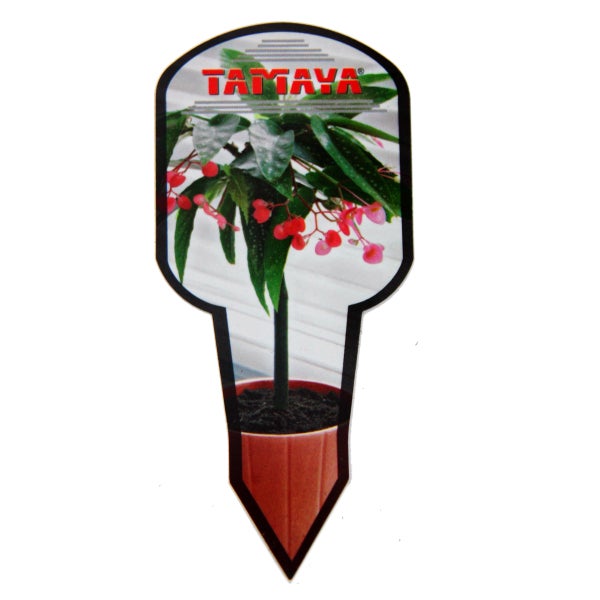 Tamaya-Begonie - Begonia albopicta - Begonien-Stämmchen - 9cm Topf