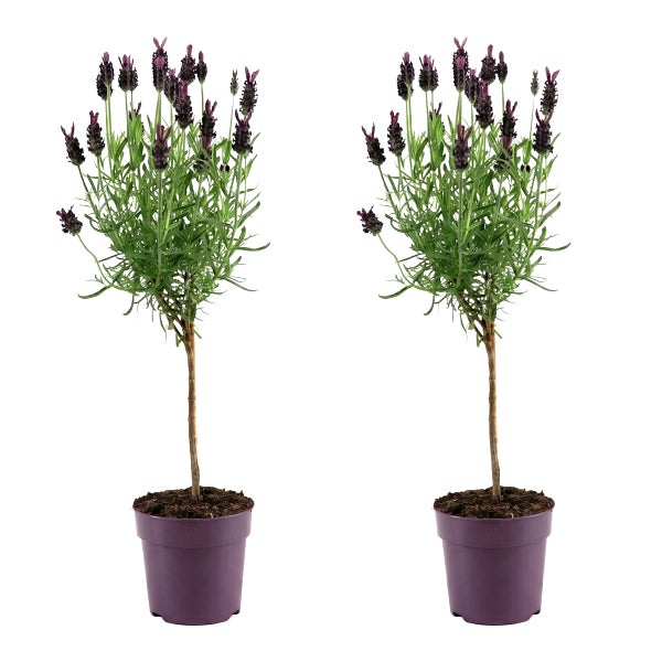 Zwei Schopf-Lavendel Hochstämmchen Lavandula stoechas in lila Töpfen mit dunkelvioletten Blüten.