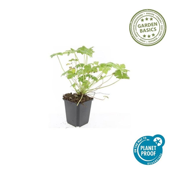 Geranium Gartenpflanze im schwarzen Kunststofftopf mit Garden Basics Siegel für einfache Pflege und PlanetProof Zertifikat für nachhaltigen Anbau.