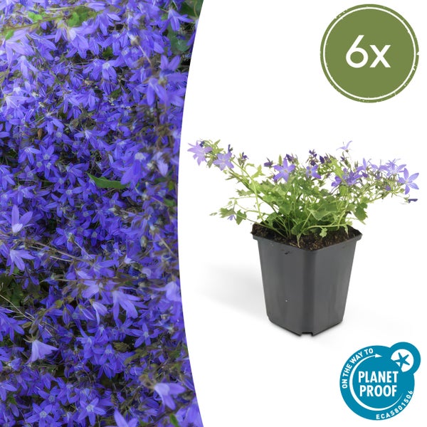 Glockenblume Campanula portenschlagiana im 6er-Pack, Planet Proof zertifiziert, mit violetten Blüten im schwarzen Topf
