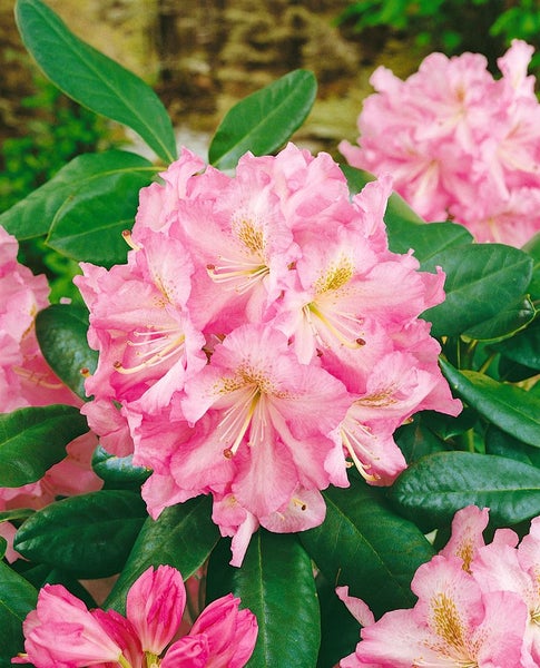 Rhododendron Hybr. 'Janet Blair', rosa Blüten, 30–40 cm
