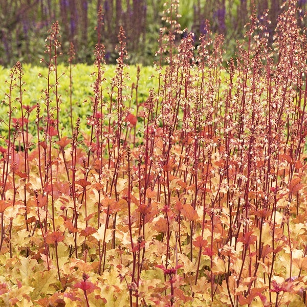 Nahaufnahme von Heuchera Pflanzen mit Blättern und Blüten im Garten