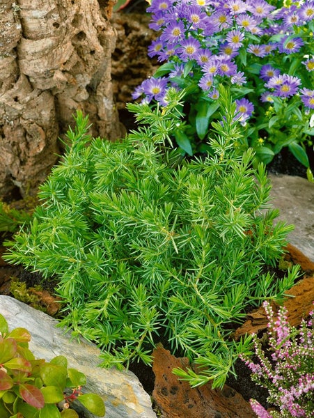 Wacholderstrauch im Gartenbeet mit Baumrinde und lila Blüten