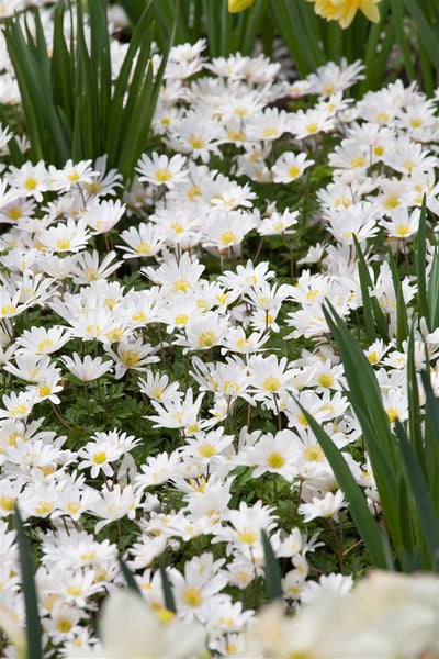 Anemone blanda 'White Splendour', Balkan-Windröschen, weiß, ca. 9x9 cm Topf