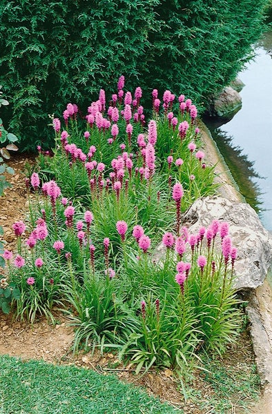 Prachtscharte im Gartenbeet mit grünen Pflanzen und Steinen