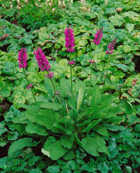 Stachys officinalis, Betonie, ca. 9x9 cm Topf, grünlaubig