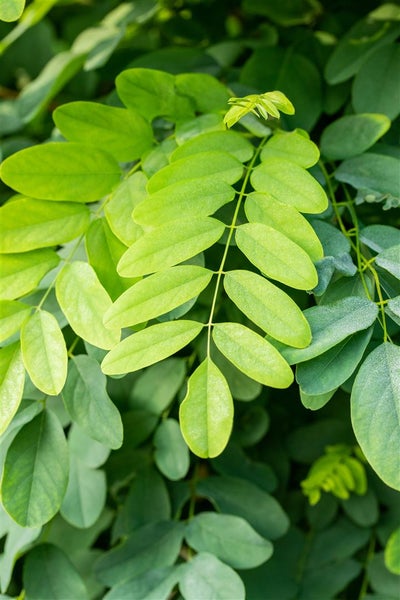 Nahaufnahme der gefiederten Blätter einer Robinie als Gartenpflanze