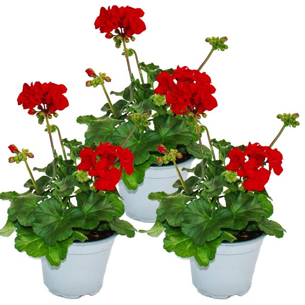 Geranien stehend - Pelargonium zonale - 12cm Topf - Set mit 3 Pflanzen - dunkelrot