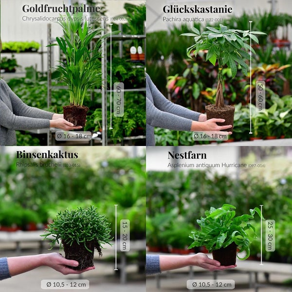 Nestfarn, Areca-Palme, Glückskastanie & Rutenkaktus – 4er Box Zimmerpflanzen Katzenliebe - Tierfreundliches Set - Höhe 15-70 cm - Töpfe 10,5-17 cm - mit Übertöpfen