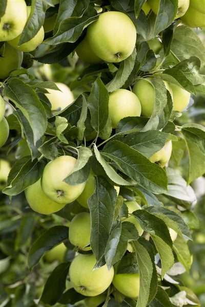 Malus 'Golden Delicious', Apfelbaum, gelb, 150–200 cm