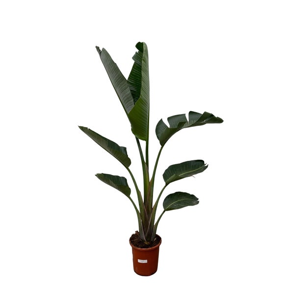 Baum-Strelitzie Augusta– 220 cm – ⌀30