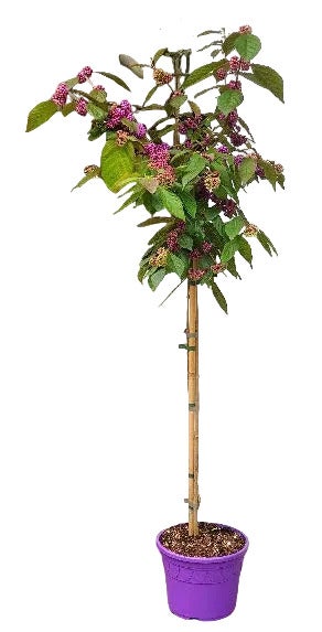 Liebesperlenstrauch als Hochstamm im Topf mit vielen violetten Beeren und grünen Blättern.